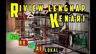 Cara Membedakan Jenis Kenari dari Segi Postur, Silsilah, dan Harga | With FIKRAM BAHRAIN