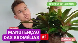MANUTENÇÃO  DAS BROMÉLIAS #1