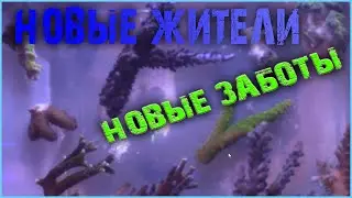 Новые акропоры и борьба с фосфатами