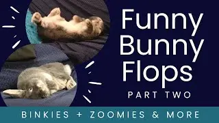 Funny Bunny Flops - Part Two! The best binkies & zoomies!