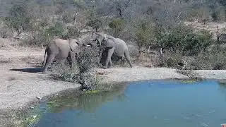 Elephants bulls testing their strength -Africam Sighting - Rosie's Pond Cam- (July 4 2023)