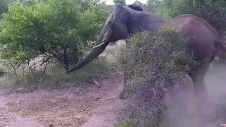 Elephant charges a lion pride -Africam Sighting - Naledi's Dam Cam- (January 20 2023)