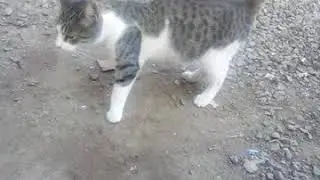 gata