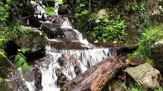 Sonidos del Agua del Bosque, by trucha 1.618