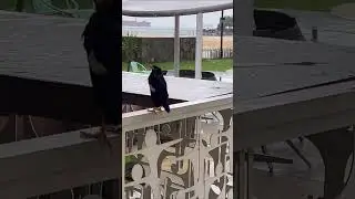 SINGAPORE BIRDS (Dunno what kind of birds are they, sorry)