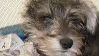 Hubble (A Lost Friend)