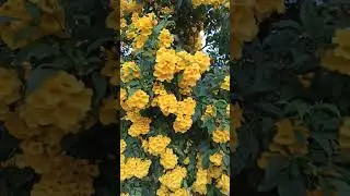 flowers 🏵️🏵️🏵️ камера искажает цвет этого великолепия
