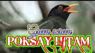 BURUNG