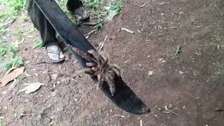 Una TARÁNTULA con 9 PATAS