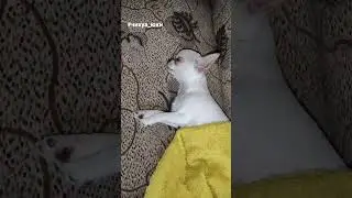 Сон чихуахуа крепче чем чьи-то нервы 😂 