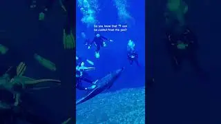 The dolphin came to us to be pet because it’s lonely after it got ousted from the pod 😥🐬