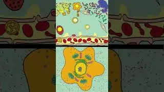 Macrophage Activation