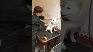 Expert Groomer Calms Angry Dog