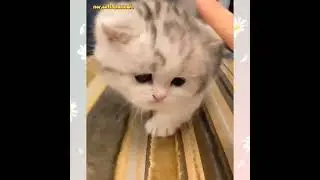 Anak kucing comel yang cerdik🥰💕