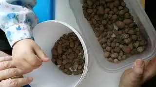 Фикус, фиалки, Арина