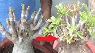A   Z of Adenium Grafting