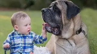Mastiff Dogs Playing And Protecting Babies Videos Compilation 2016 - Funny Dogs and Babies