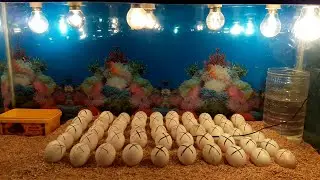 BEST INCUBATOR FOR DUCK EGGS | HATCH DUCK EGGS AT HOME | YOU CAN DO THIS