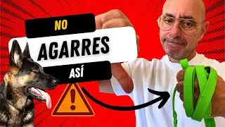 Mi PERRO TIRA mucho en el PASEO cuando ve a otro PERRO l Cómo AGARRAR la CORREA la forma CORRECTA