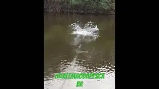 Explosão Tucunaré na Superfície 72cm