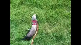 Alice first time outside