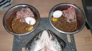 Presa canario chicken meat, chunks, eggs, and salmon head. triple6ixkennel