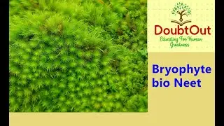 CBSE Class 11 Biology  Bryophytes  for Neet 2022