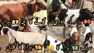 ORANGI TOWN MANDI MEI 27 HAZAR KA COW KA BACHA OR 20 HAZAR KI KAMORI BAKRI PART 1 