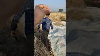 सरसों की फसल ❤️ #btlmanish #kisan #vlog