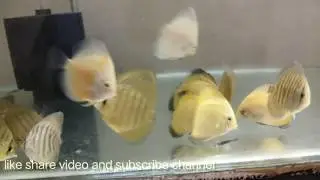 |Discus fish tank | Discus fish | Aqua guide |