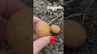 🥔🥔🥔