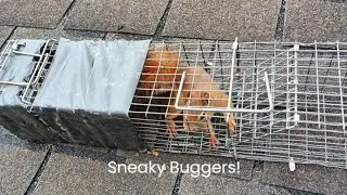 Red Squirrel at Attic Fan | Informed Guess Pays Off