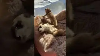 Солнечные сурикаты ☀️