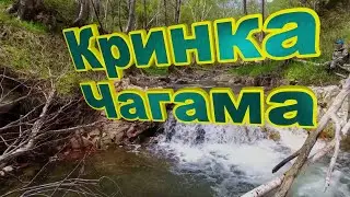 Воскресная прогулка по р.Кринке (ЧАГАМА).