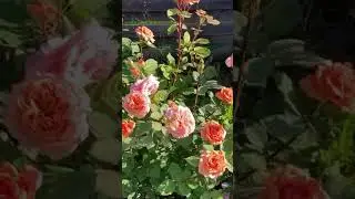 Английская роза Краун Принцесс Маргарет