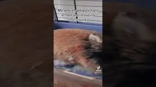 Me when i come back from school and i have no homework #animals #bunny #meme #funny #memes #rabbit