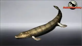 The Lobe-Finned Fish | Our goal: To reach the land | Evolution Story