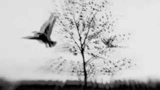 Too Many Birds, Bill Callahan
