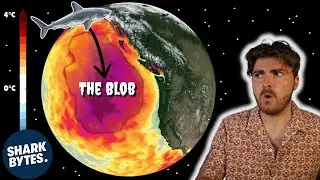 Shark Solves Mysterious Ocean Anomaly: The Blob
