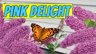 Why I Fell in Love with Butterfly Bush 'Pink Delight' – Fragrant & Deer-Proof!