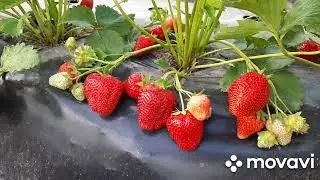 Клубника Сандра. Сорт бомба - красавица, трудяжка и вкусняшка.