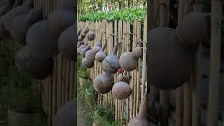 Chiều về
