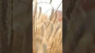 Мир не имеет смысла?
