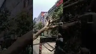 Árbol Cae Sobre un Edificio en la calle de Regina en la CDMX