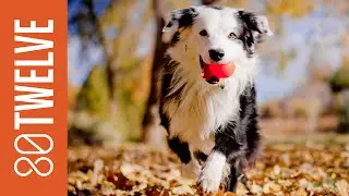 Most Popular Dog Breeds Around the World: 80Twelve NewsFlash | 80Twelve