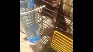 Купил крысам новую поилку