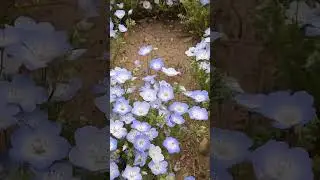 Beautiful flower!😻
