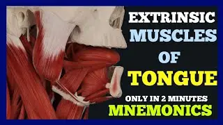 Extrinsic Muscles Of Tongue