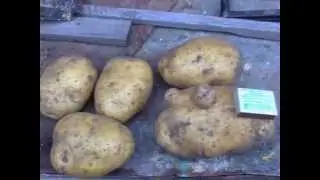 урожай картошки 2014