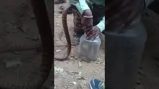 snake catcher